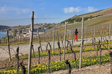 Rundwanderungen an der Mosel - Autopédestres Moselle